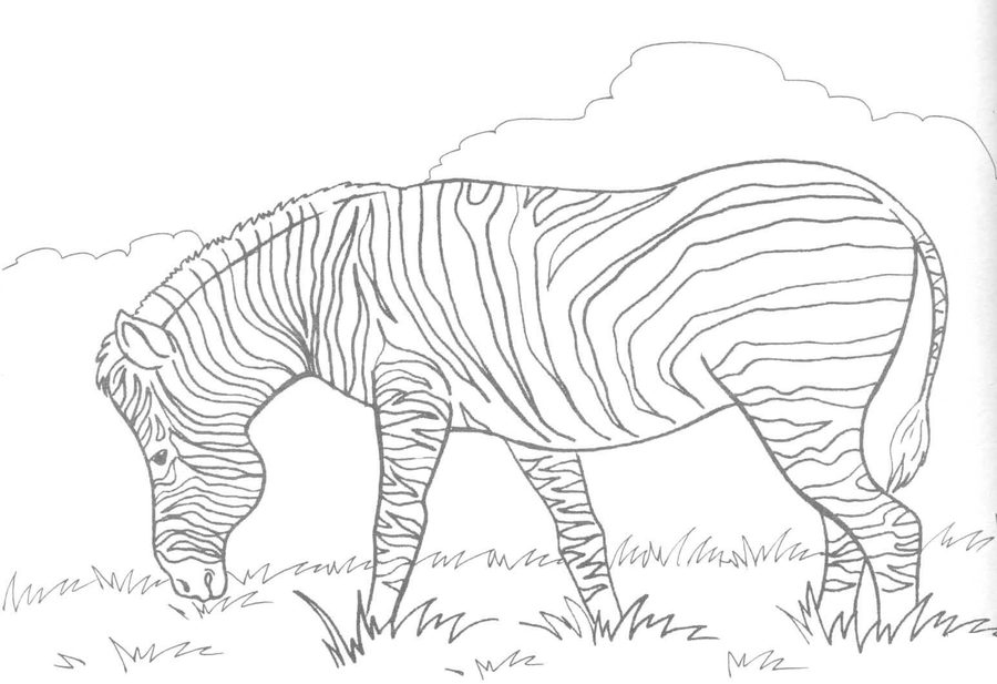 Zebras
