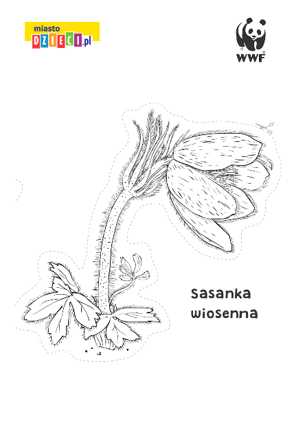 sasanka